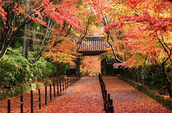 Màu áo sặc sỡ vào mùa thu của công viên Meijo, tỉnh Aichi Nhật Bản